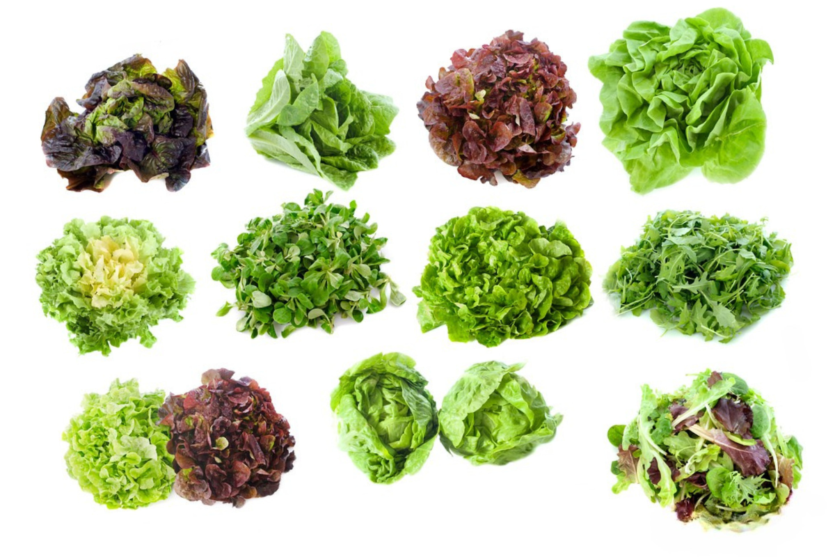 different salad greens