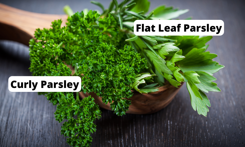 picture showing curly parsley and flat leaf parsley